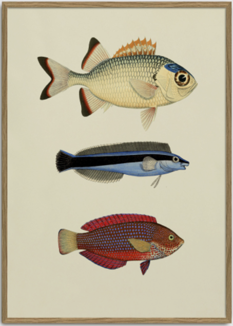 Fish Poster